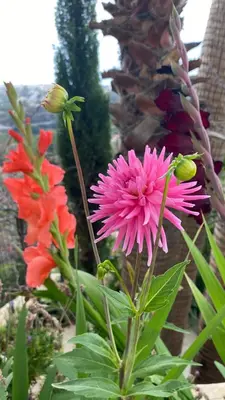 Jardín al aire libre en La Paratá Suites Mojácar