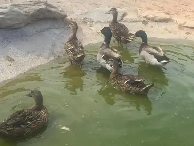 Animales en el agroturismo o alrededores