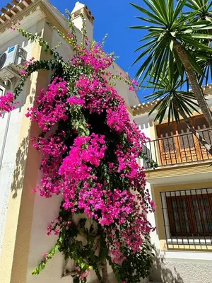 Jardín al aire libre en Casa del Amanecer Vera Coast
