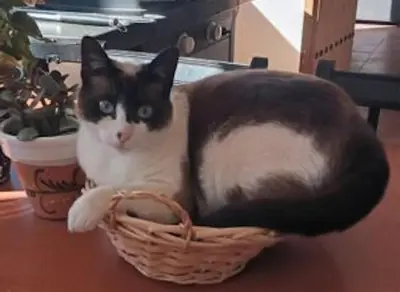 Mascotas con sus dueños en Cortijo La Cueva