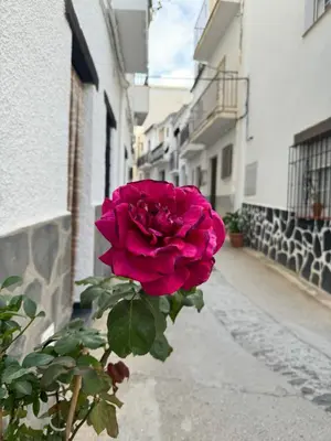 Plano de Apartamento rural Julio