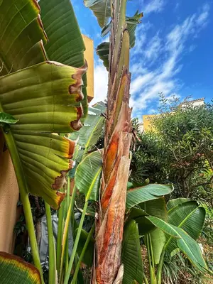 Jardín al aire libre en Indalia Natura, apartamento nudista en Vera playa