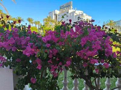 Jardín al aire libre en Buganvilla 56