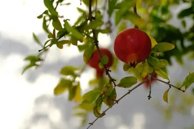 Jardín al aire libre en La Posidonia