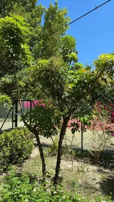 Jardín al aire libre en Cortijo de Mariangela UNO