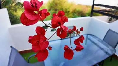 Jardín al aire libre en Apartalux Diamond Oasis