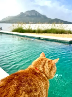 Mascotas con sus dueños en LAS DUNAS Caves - Olivo