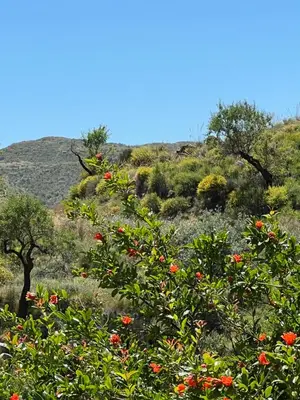 Paisaje cerca de este apartamento