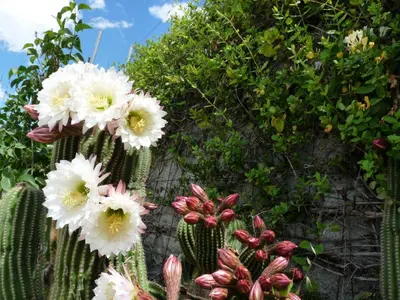 Jardín al aire libre en Cueva el Monteron