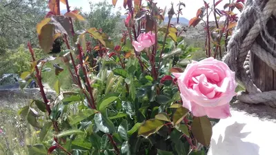Jardín al aire libre en Al Jatib