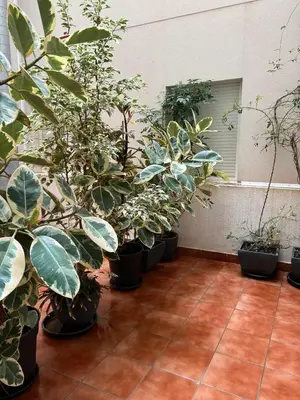 Jardín al aire libre en Pura Vida