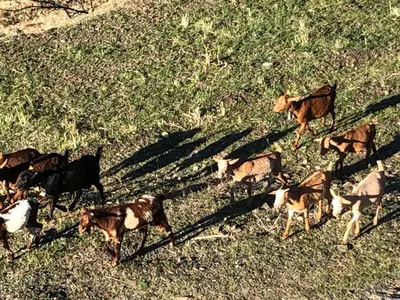 Animales en the country house o alrededores