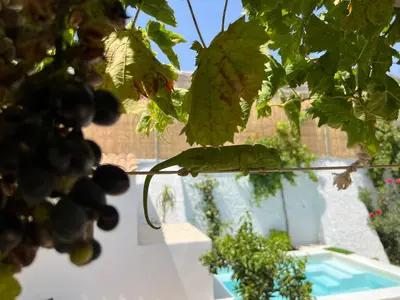 Jardín al aire libre en El Majuelo 2